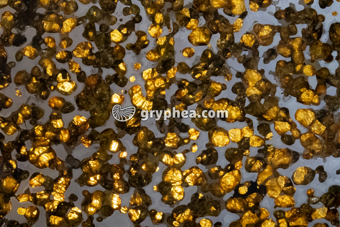 Météorite - Pallasite - détail d'une surface polie (Météorite de Brenham, Kansas, USA) - gryphea.org